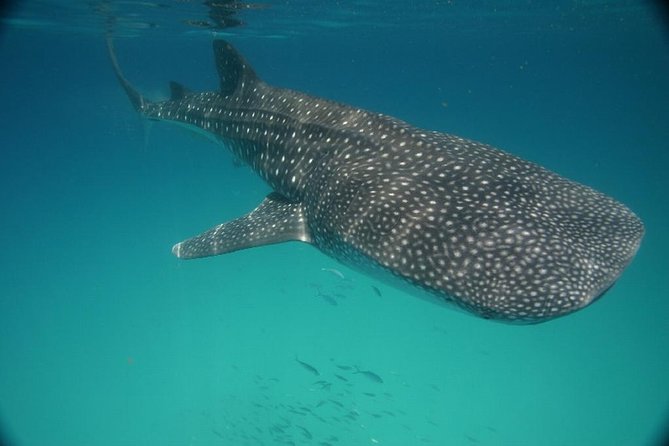 Whale Shark Encounter Full-Day all inclusive Tour from Riviera Maya - Snorkeling and swimming near Isla Mujeres