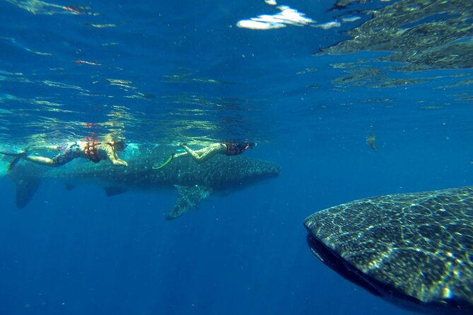 Whale Shark Encounter Full-Day all inclusive Tour from Riviera Maya - Lunch, drinks, and special diets