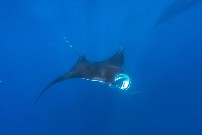 Whale Shark Encounter Full-Day all inclusive Tour from Riviera Maya - Sun, water, and the practical packing list