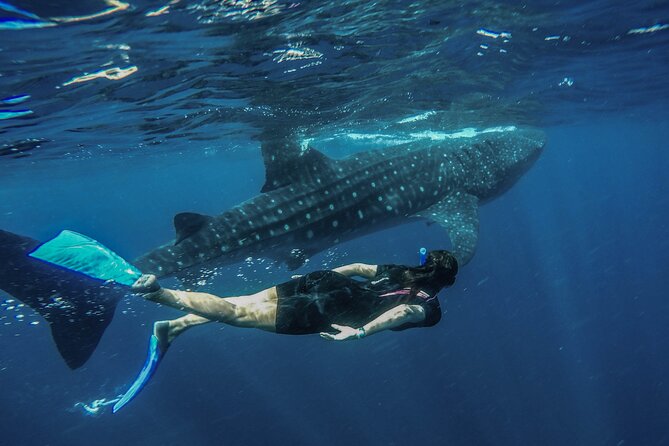 Whale Shark Encounter Full-Day all inclusive Tour from Riviera Maya - The early start at Punta Sam