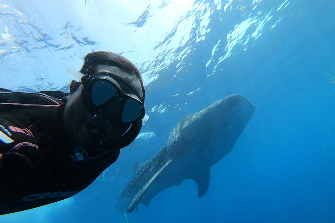 Whale Shark Group Adventure from Isla Holbox - The 6:30 a.m. start in Isla Holbox