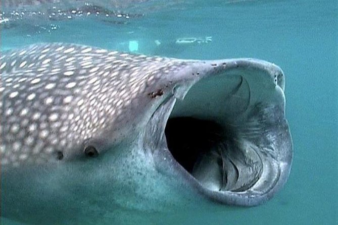 Whale Shark Group Adventure from Isla Holbox - Across the Gulf to the whale shark area
