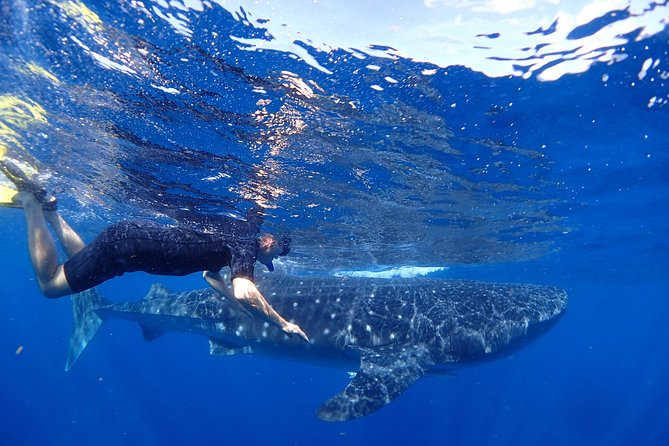 Whale Shark & Manta Ray Snorkel -(May-Sept) Only 10pp per Boat - Key points to know before you book