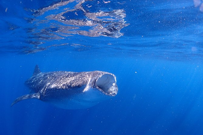 Whale Shark & Manta Ray Snorkel -(May-Sept) Only 10pp per Boat - A small boat changes the feel of the morning