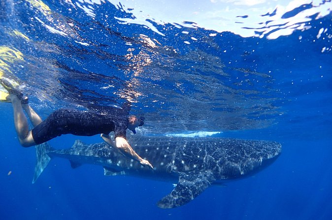 Whale Shark & Manta Ray Snorkel -(May-Sept) Only 10pp per Boat - Reef snorkeling, ceviche, and the trip home