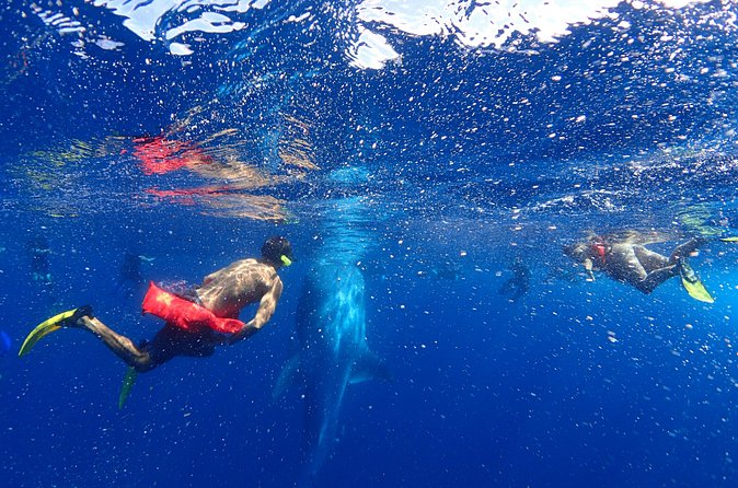 Whale Shark & Manta Ray Snorkel -(May-Sept) Only 10pp per Boat - What the $160 price includes