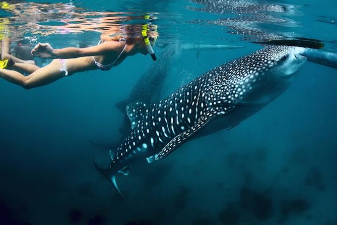 Whale-Shark Snorkeling Excursion to La Paz - Key points at a glance