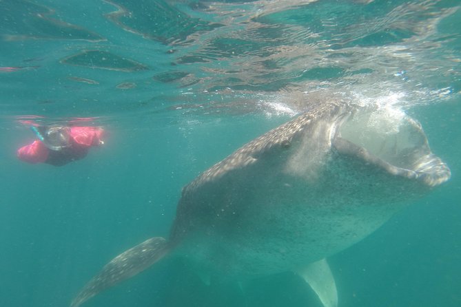 Whale-Shark Snorkeling Excursion to La Paz - About three hours searching from the boat