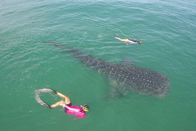 Whale-Shark Snorkeling Excursion to La Paz - What the swimming portion may feel like