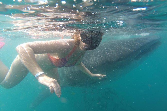 Whale-Shark Snorkeling Excursion to La Paz - Tacos, quesadillas, and the ride home