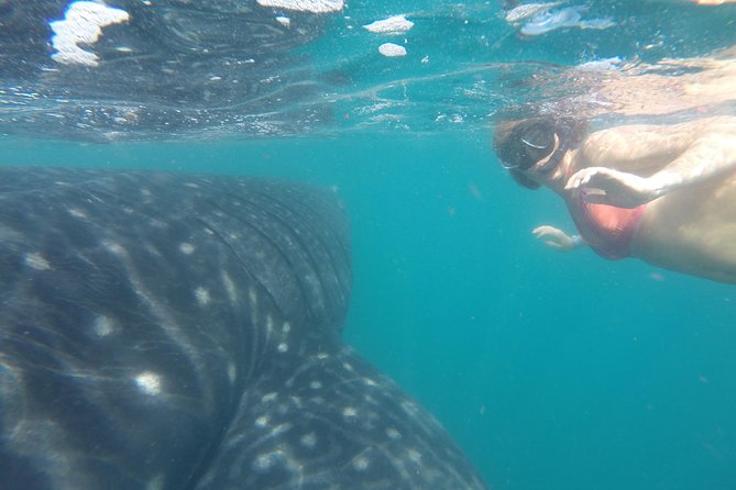 Whale-Shark Snorkeling Excursion to La Paz - Is $349 a fair price?