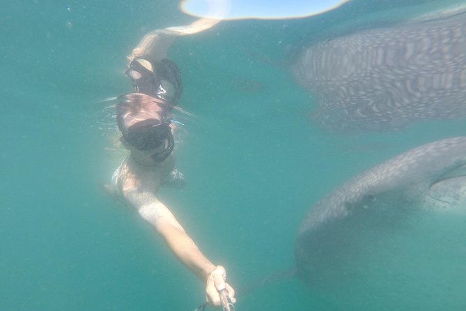 Whale-Shark Snorkeling Excursion to La Paz - Who should book this Cabo excursion?