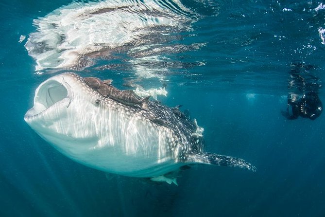 Whale-Shark Snorkeling Excursion to La Paz - The 6:00 am start in Cabo San Lucas