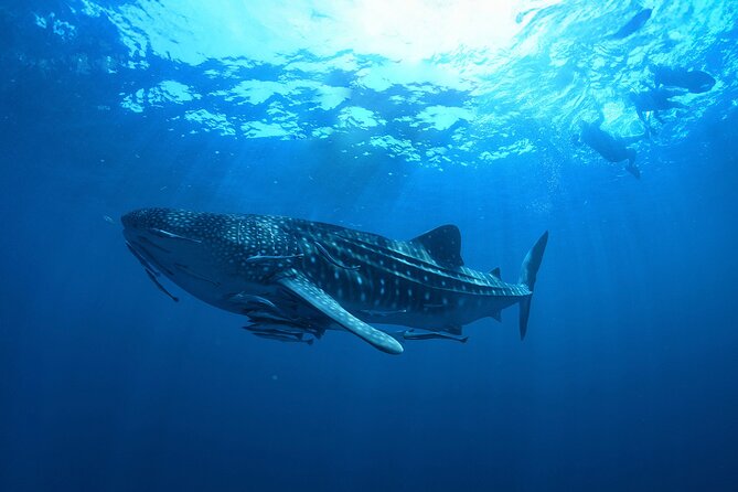 Whale Shark Snorkeling Experience from Cancun and Riviera Maya - Lunch on Isla Mujeres