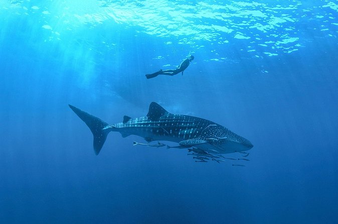Whale Shark Snorkeling Experience from Cancun and Riviera Maya - Transfers from Cancun and Riviera Maya