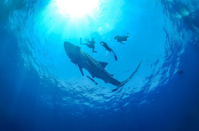 Whale Shark Snorkeling Experience from Cancun and Riviera Maya - Is $229 a fair price?