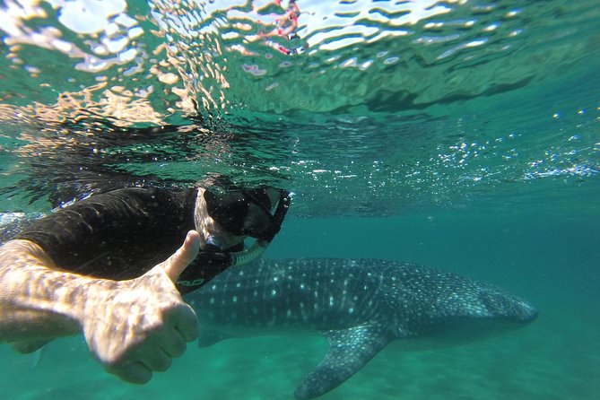 Whale Shark snorkeling tour in a reduced group with local marine biologist - Photos and video without carrying your own camera