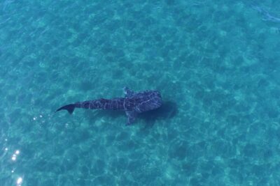 Whale Shark snorkeling tour in a reduced group with local marine biologist