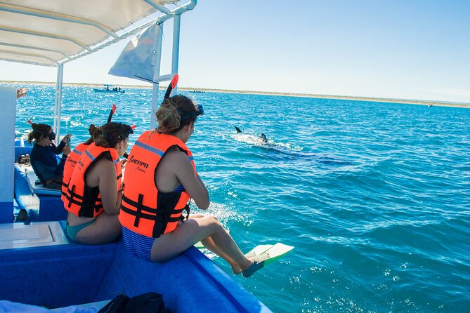 Whale Shark snorkeling tour in a reduced group with local marine biologist - Weather, cancellations, and the best way to plan