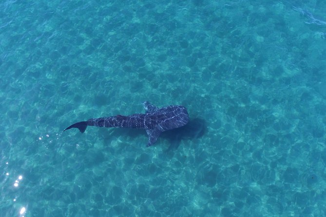Whale Shark snorkeling tour in a reduced group with local marine biologist - A marine biologist sets the rules before you enter