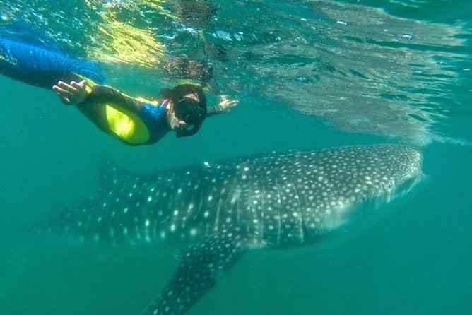 Whale Shark Swim Adventure in La Paz - Swimming beside whale sharks in La Paz Bay