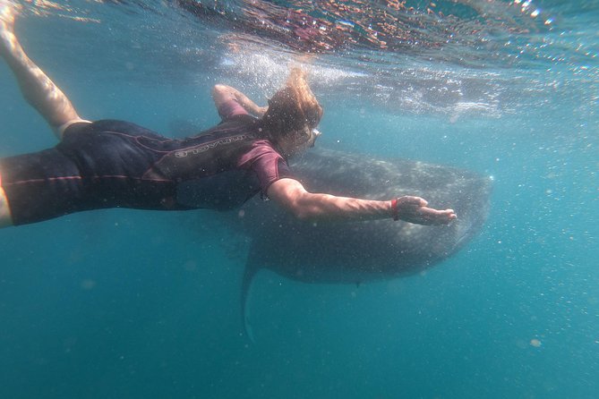 Whale Shark Swim Adventure in La Paz - About 50 minutes in the water, in short turns