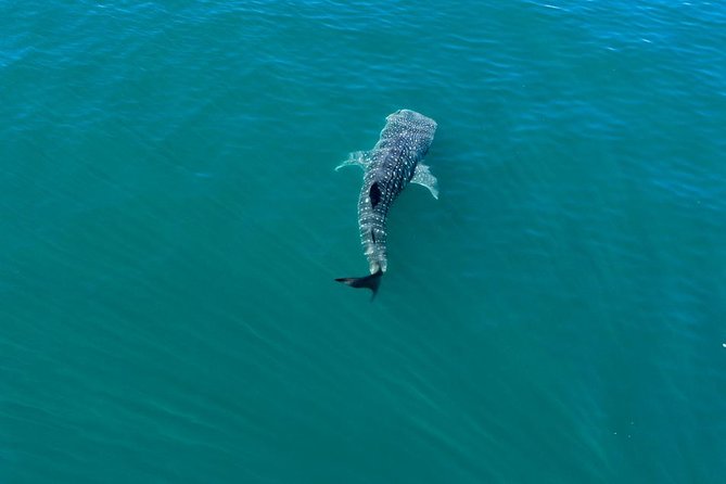 Whale Shark Swim Adventure in La Paz - Conservation rules are part of the experience
