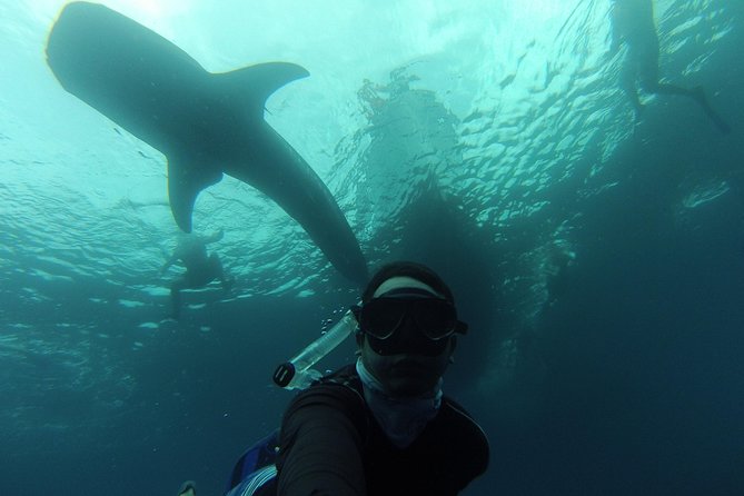 Whale Shark Swim Adventure in La Paz - What the 9 a.m. meeting time really means