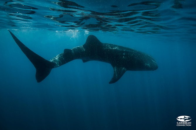 Whale Shark Swimming and Isla Mujeres Beach Tour - The early start from Contoy Adventures marina