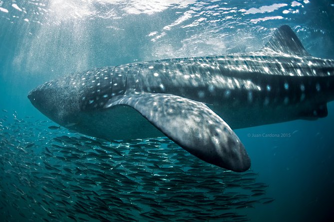 Whale Shark Swimming and Isla Mujeres Beach Tour - Price, group size, and the real value