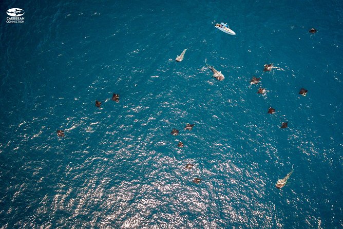 Whale Shark Swimming and Isla Mujeres Beach Tour - Practical ways to improve your day