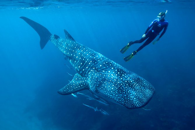 Whale Shark Swimming and Isla Mujeres Beach Tour - Getting into the water with the sharks