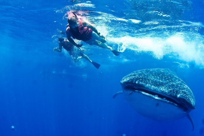 Whale Shark Tour from Cancun, Playa del Carmen, Tulum and Riviera Maya - The real attraction: a whale shark in open water