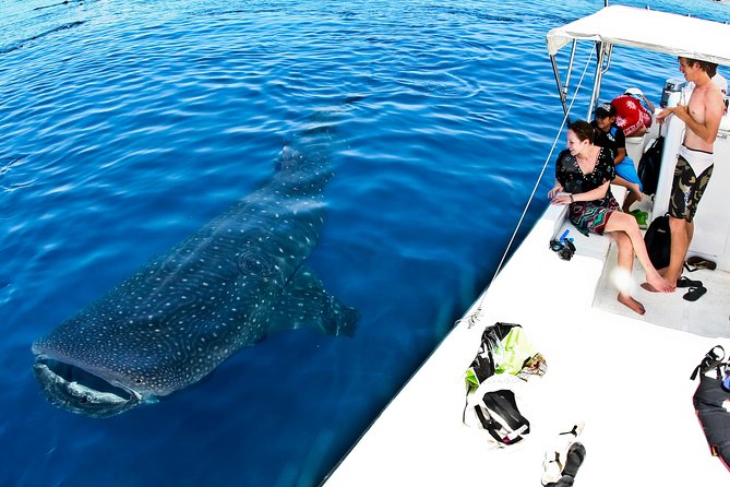 Whale Shark Tour from Cancun, Playa del Carmen, Tulum and Riviera Maya - The boat ride and the hard truth about rough seas