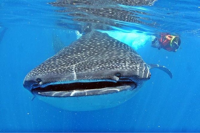Whale Shark Tour from Cancun, Playa del Carmen, Tulum and Riviera Maya - A long morning at sea, starting before sunrise