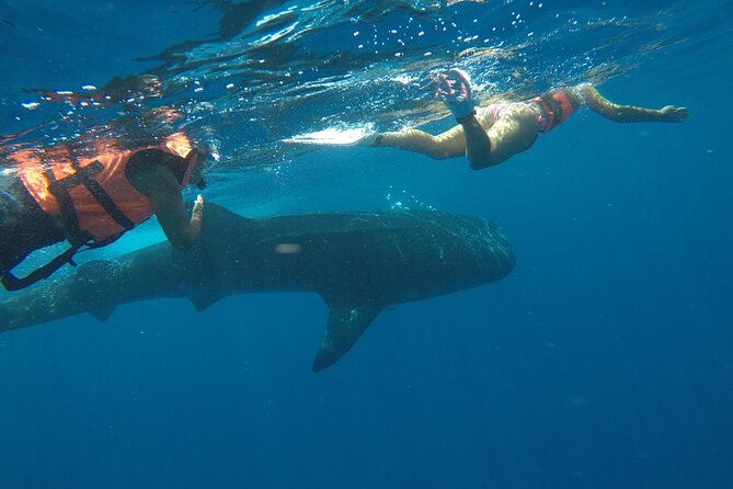 Whale Shark Tour from Holbox Island - Your two turns beside a whale shark