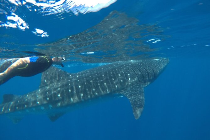 Whale Shark Tour from Holbox Island - Cabo Catoche for a slower second stop