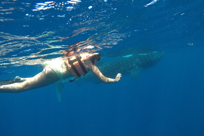 Whale Shark Tour from Holbox Island - Who will enjoy this Holbox tour