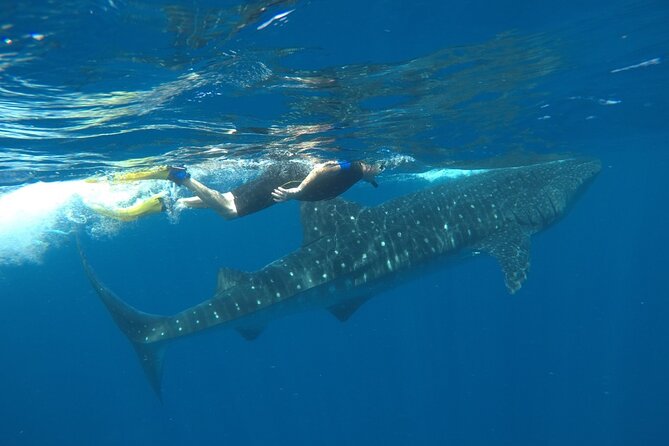 Whale Shark Tour from Holbox Island - What to expect from the crew and the day’s mood