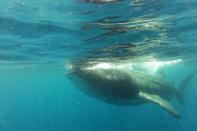 Whale Shark Tour from Holbox Island - Leaving Holbox before the heat