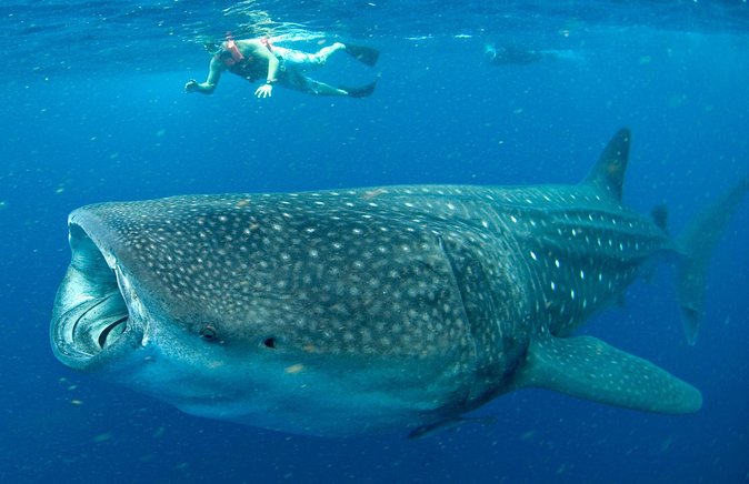 Whale Sharks Small-Group Tour in Cancun and Riviera Maya - The whale shark encounter off the Yucatán coast