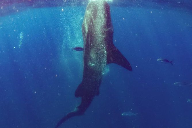 Whale Sharks Small-Group Tour in Cancun and Riviera Maya - A fast boat ride to the shark grounds