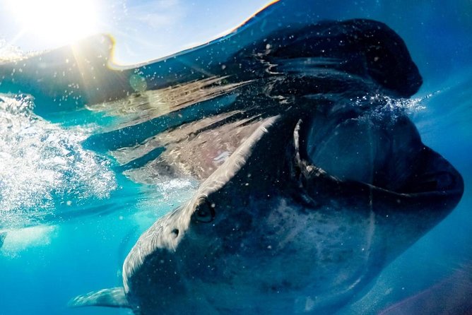 Whale Sharks Small-Group Tour in Cancun and Riviera Maya - What the swim really feels like