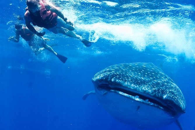 Whale Sharks Small-Group Tour in Cancun and Riviera Maya - Lunch and a swim near Isla Mujeres