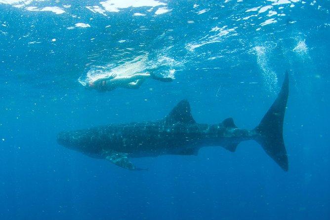 Whale Sharks Small-Group Tour in Cancun and Riviera Maya - Is $160 a fair price?