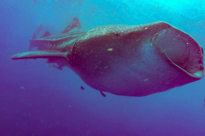 Whale Sharks Small-Group Tour in Cancun and Riviera Maya - Who should book this tour?