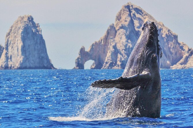 Whale Watching and Cabo San Lucas Arch - Cabo’s Arch is the main event