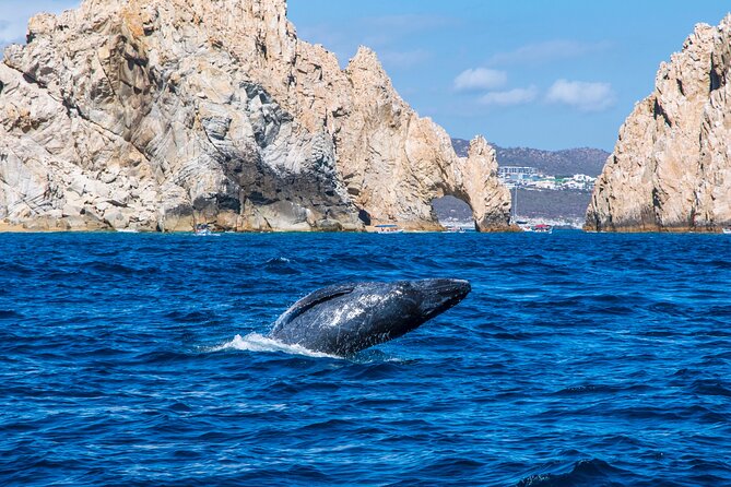 Whale Watching by Zodiac in Cabo San Lucas with Photos Included - Why Cabo is a strong place for whale watching