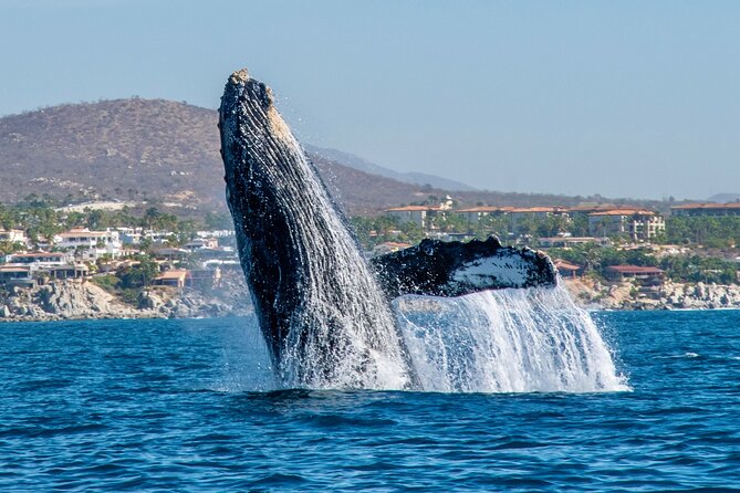 Whale Watching by Zodiac in Cabo San Lucas with Photos Included - The arch and the run toward open water