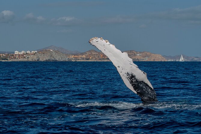 Whale Watching by Zodiac in Cabo San Lucas with Photos Included - Watching humpbacks without rushing the moment